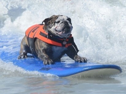 Le surf canin arrive à Biarritz