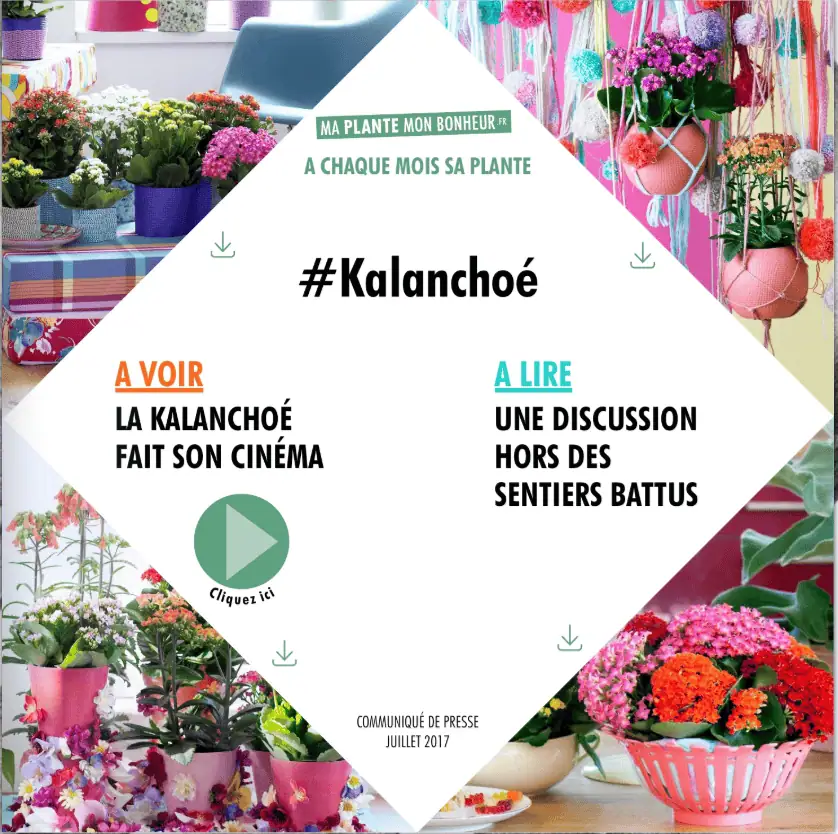 Flipbook Kalanchoé juillet 2017