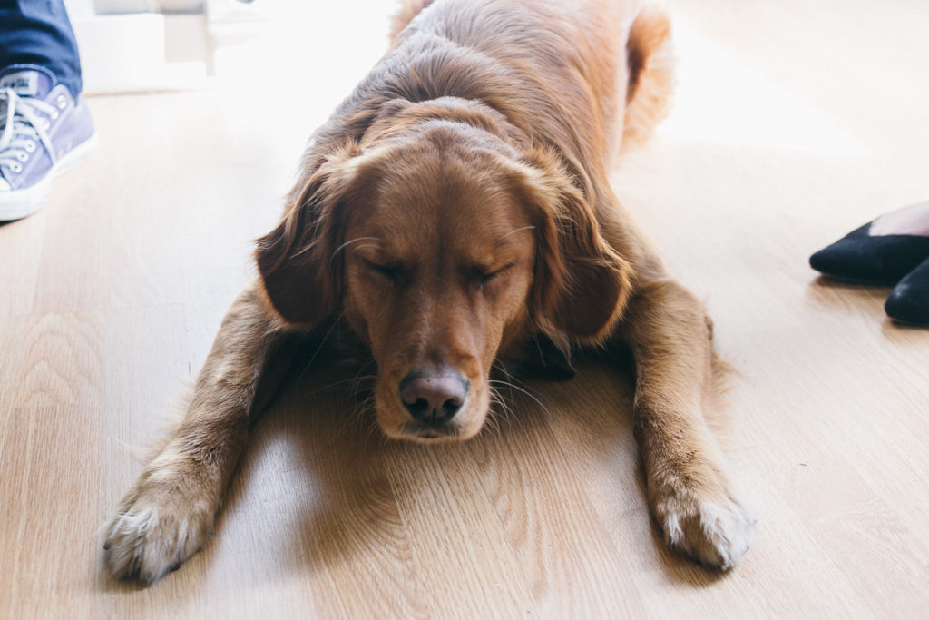 Refonte du site de Shokola, les coulisses et étapes clés d&rsquo;une refonte
