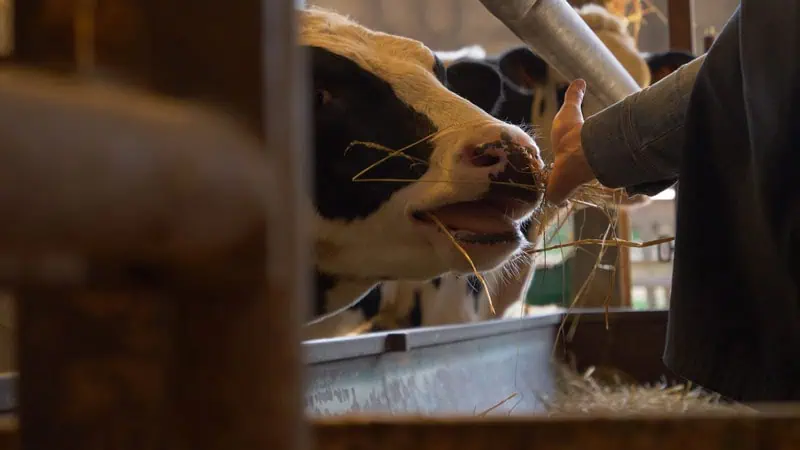 metamorpose-du-lait-visite-ferme-3