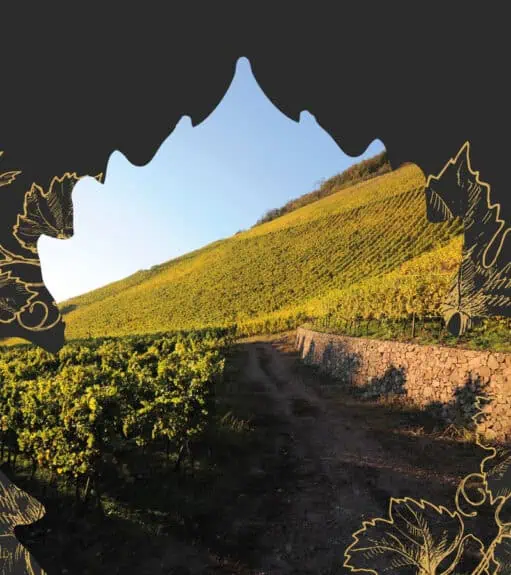 Wolfberger - Dossier de presse